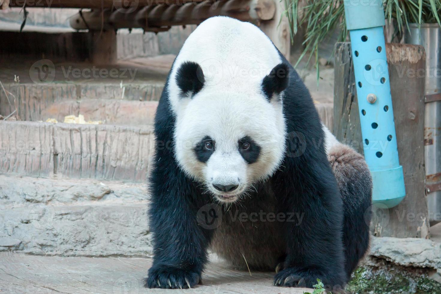giant panda bear photo
