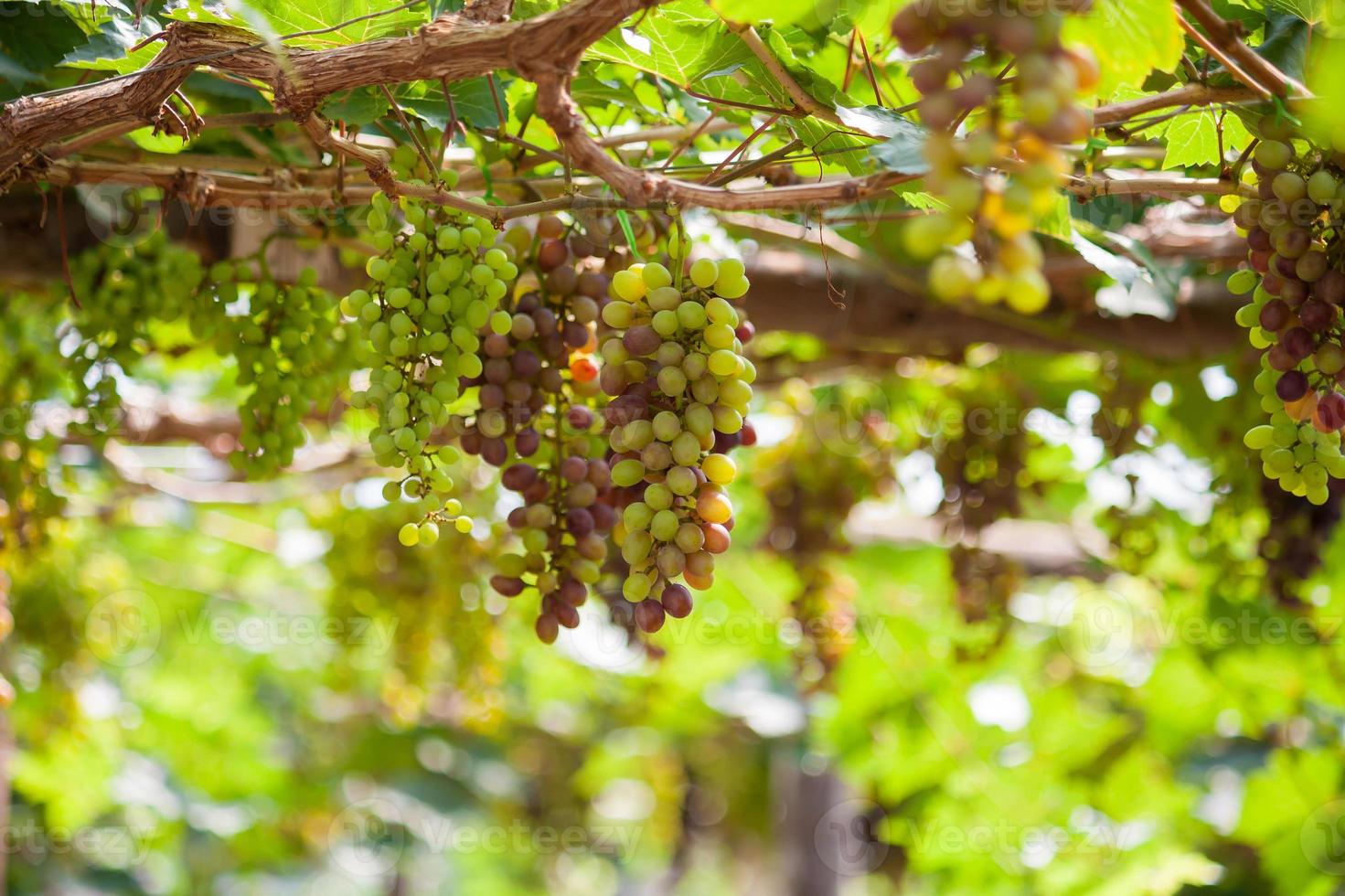 Bunches of red wine grapes hanging on the vine photo