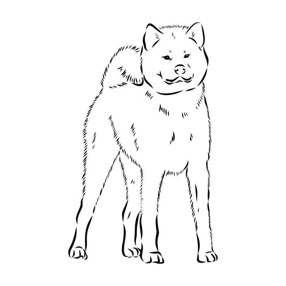 akita inu dog vector sketch