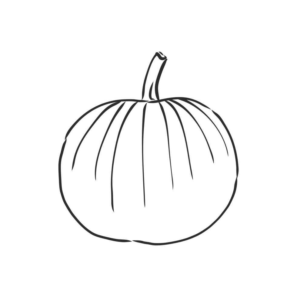 pumpkin vector sketch