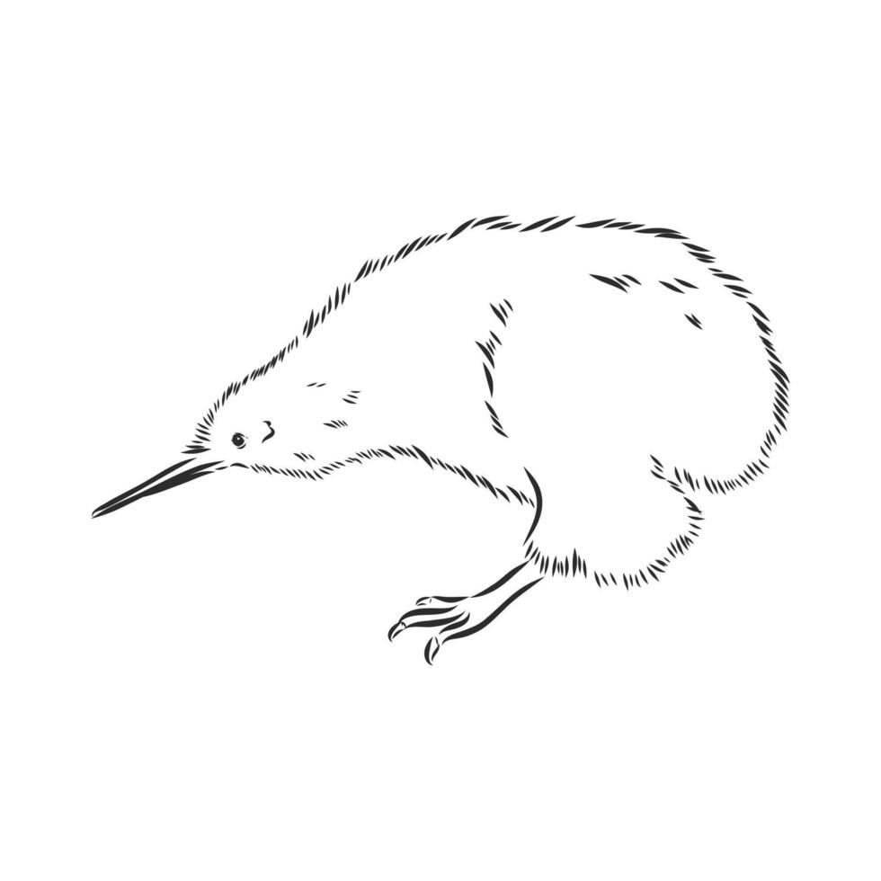 bosquejo del vector del pájaro del kiwi