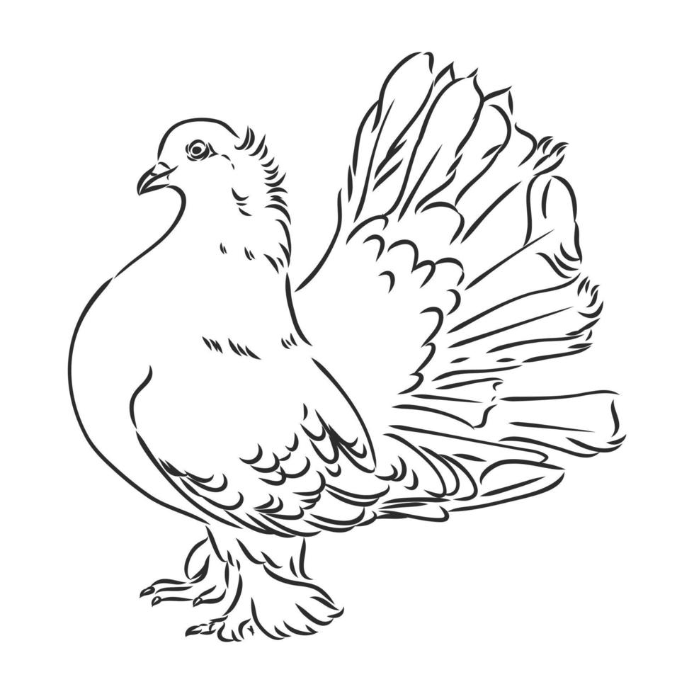 purebred pigeon vector sketch