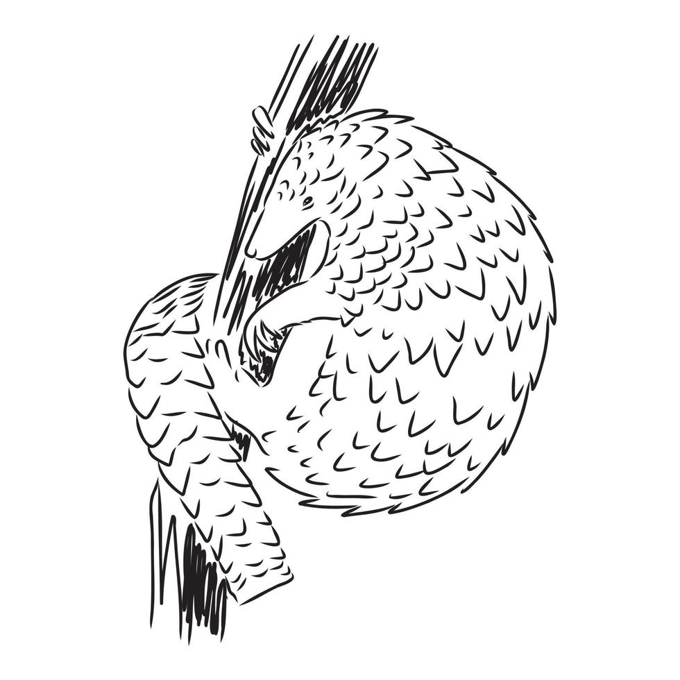 pangolin vector sketch