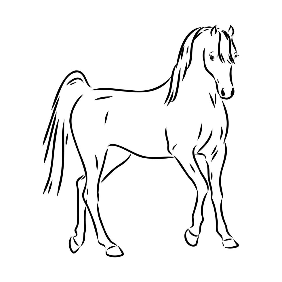 arab horse vector sketch