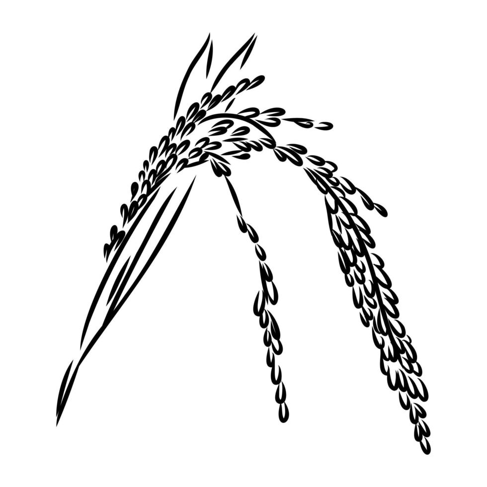 bosquejo del vector de la planta de arroz