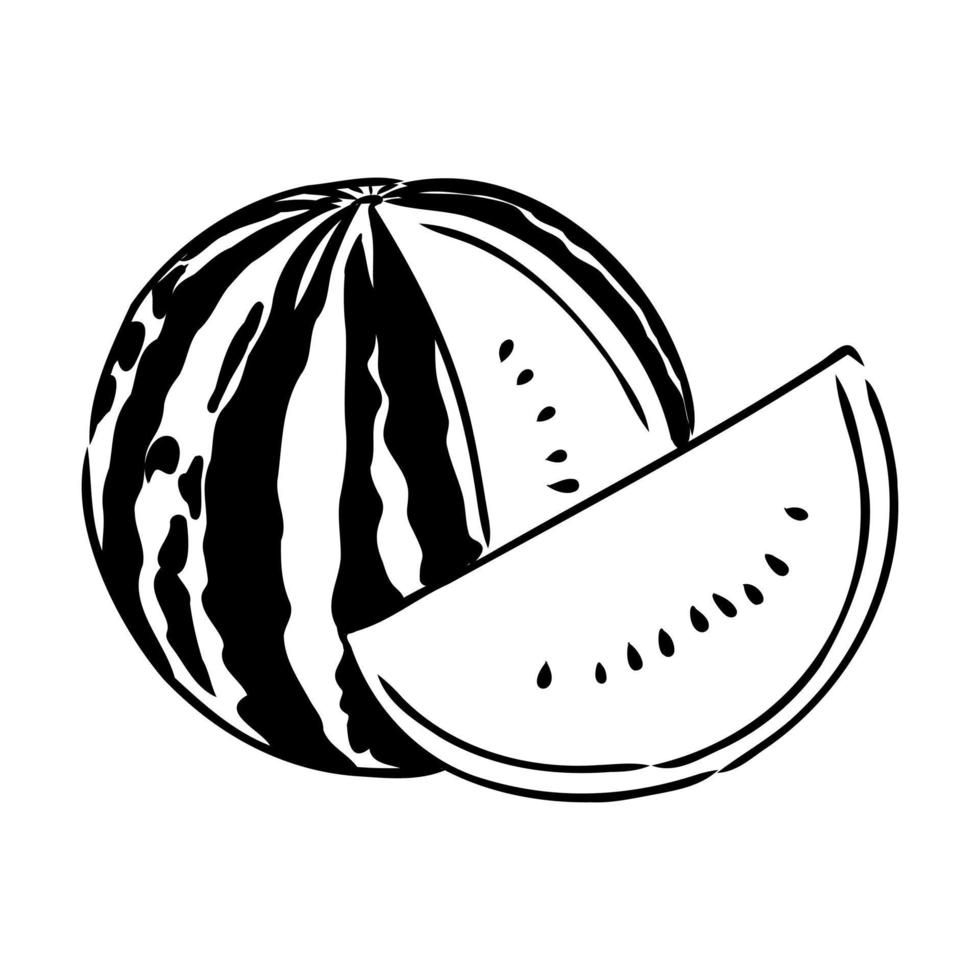 watermelon vector sketch