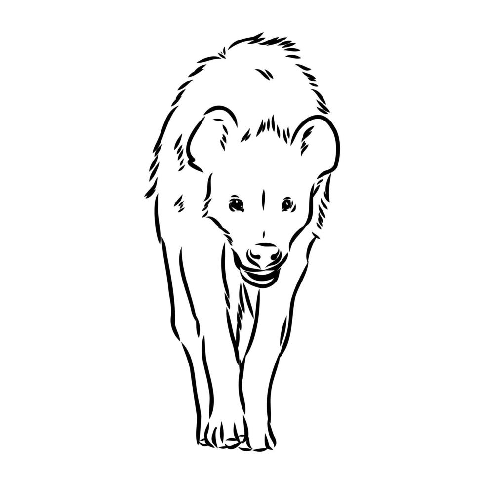 hyena vector sketch