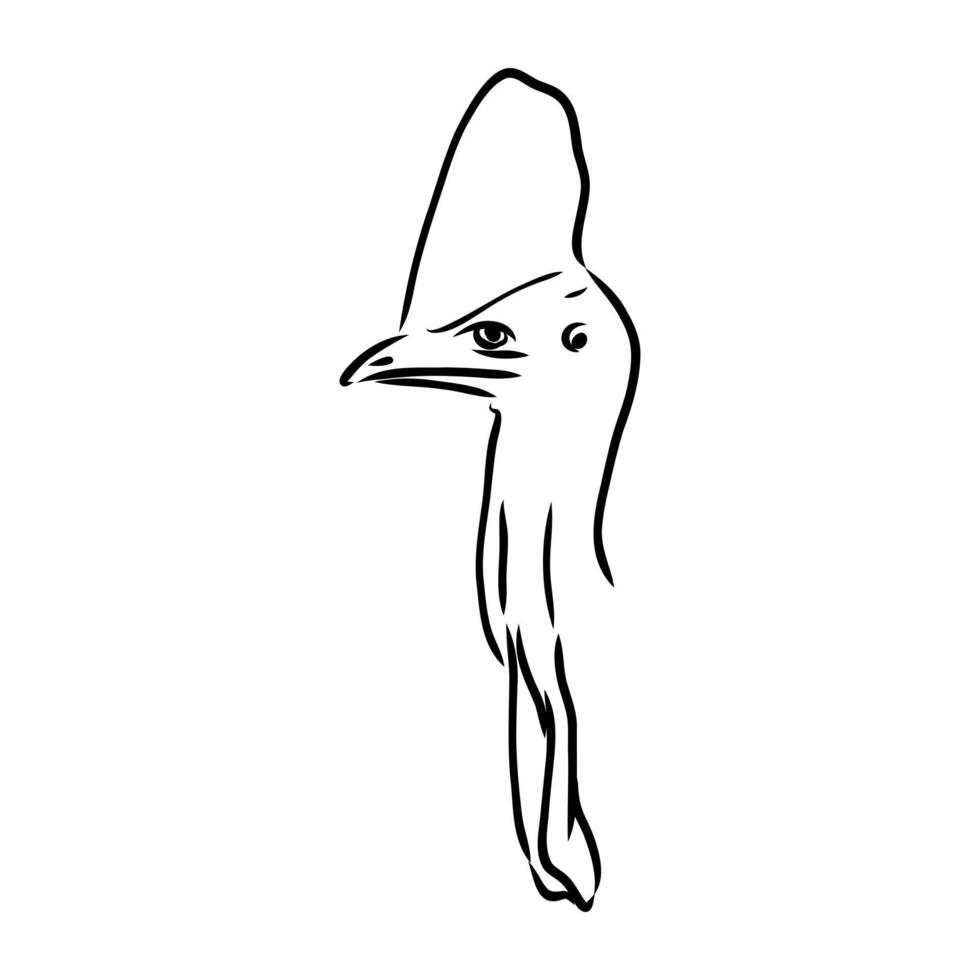 cassowary vector sketch