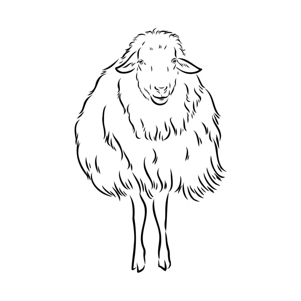 sheep vector sketch