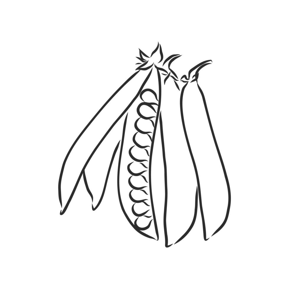 pea vector sketch