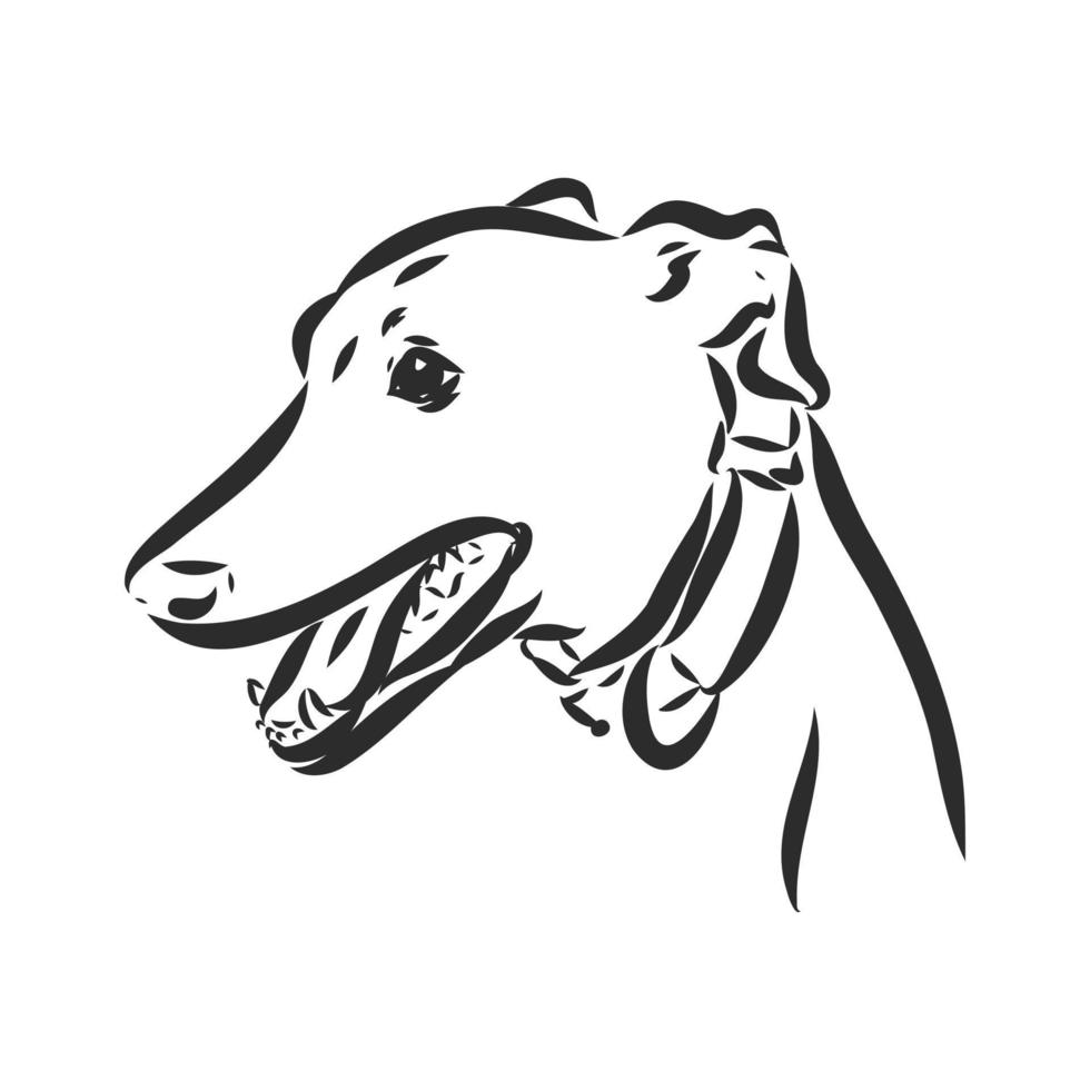 greyhound vector sketch