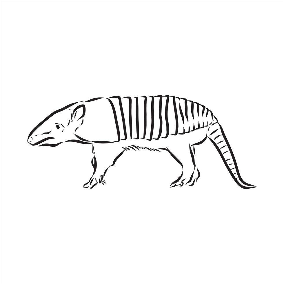 bosquejo del vector animal armadillo