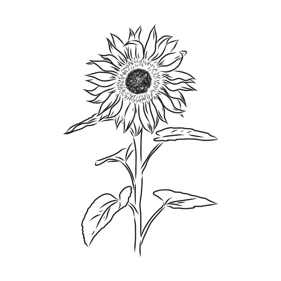 sunflower seeds vector sketch