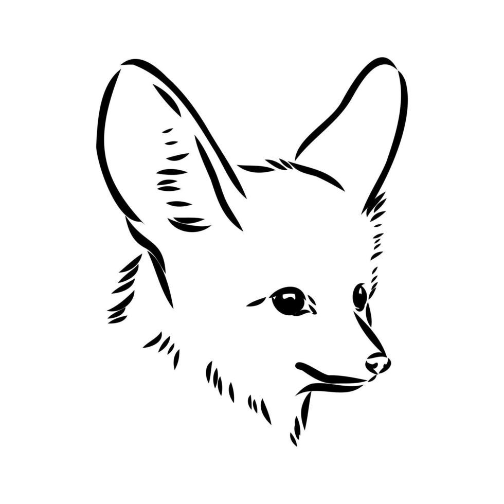 fox fenek vector sketch