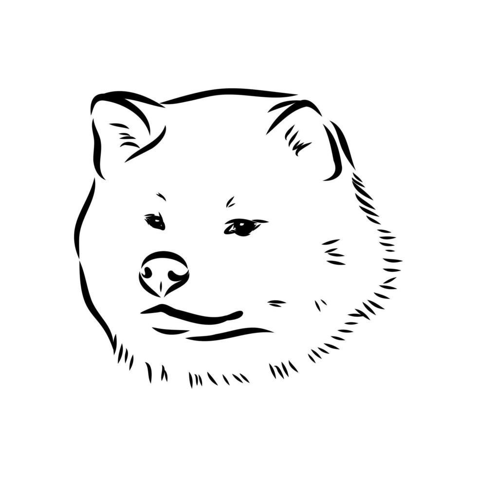 akita inu dog vector sketch