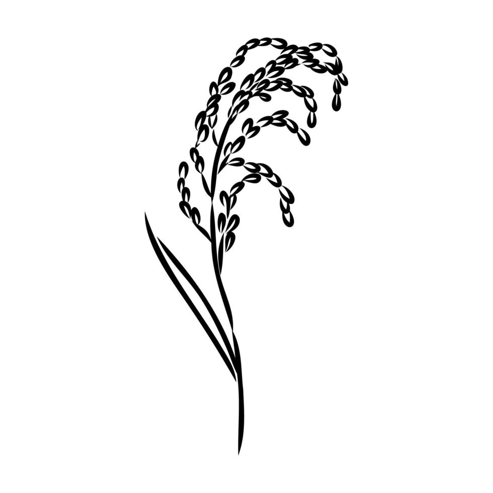 rice plant vector sketch