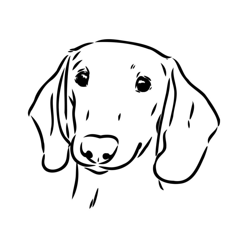 dachshund vector sketch