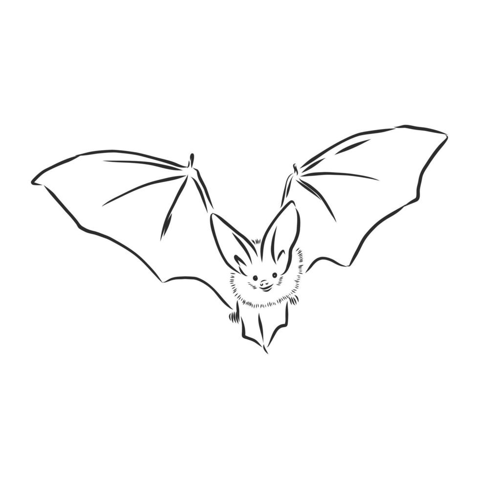 dibujo vectorial de murciélago vector