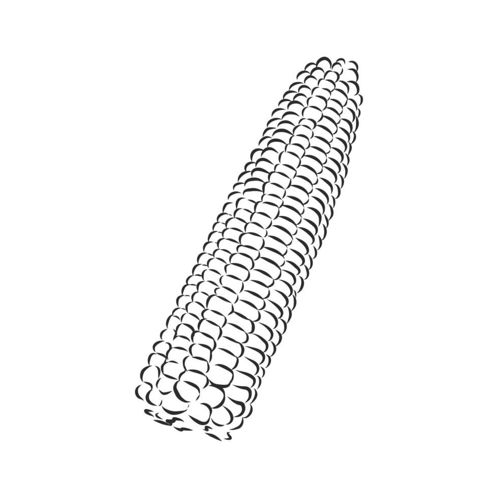 corn vector sketch