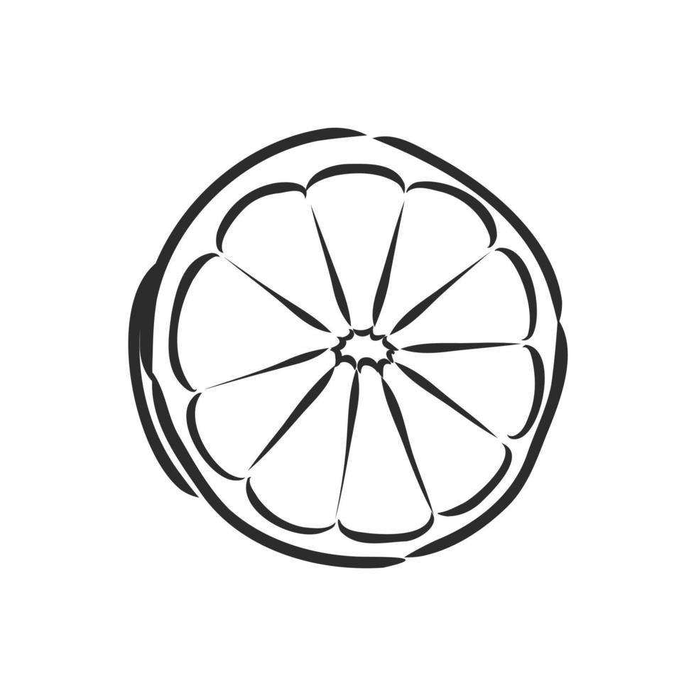 lemon vector sketch