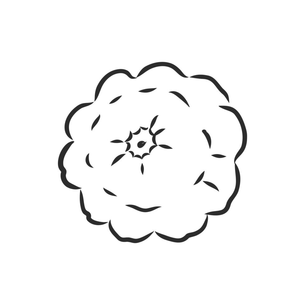 patisson vector sketch