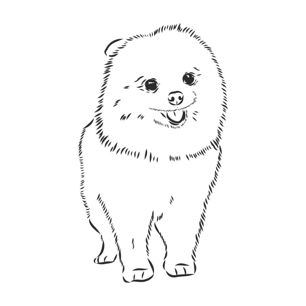 bosquejo del vector de pomerania