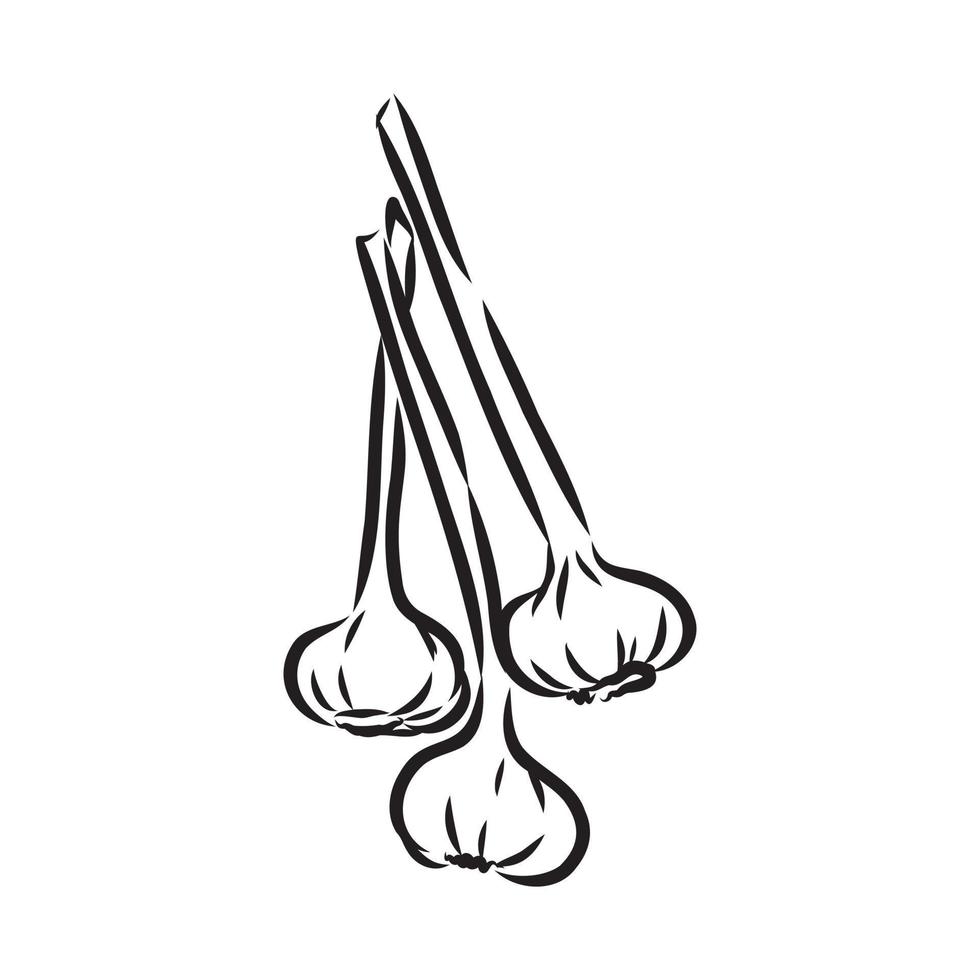 garlic vector sketch