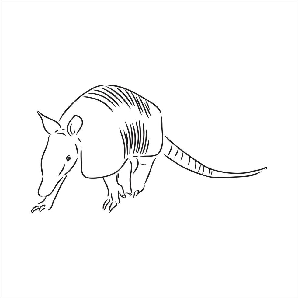 bosquejo del vector animal armadillo
