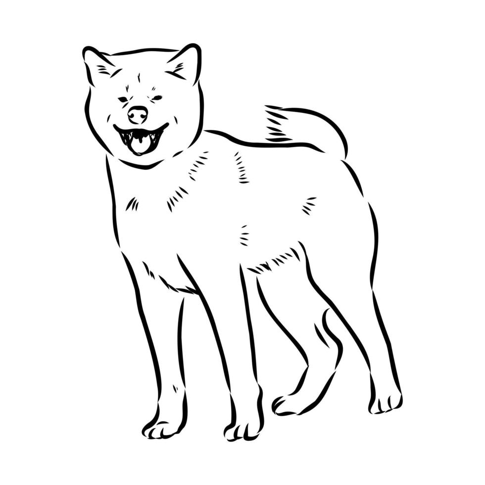 akita inu dog vector sketch