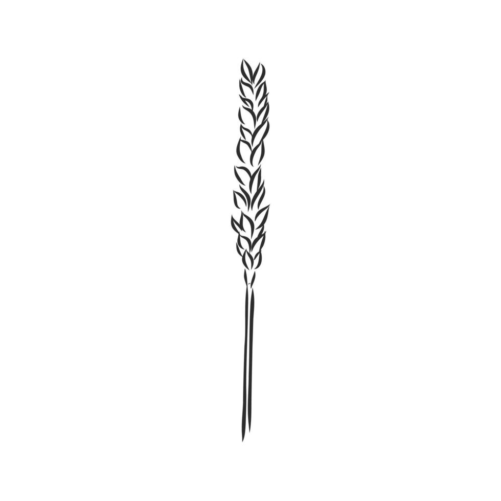 wheat vector sketch