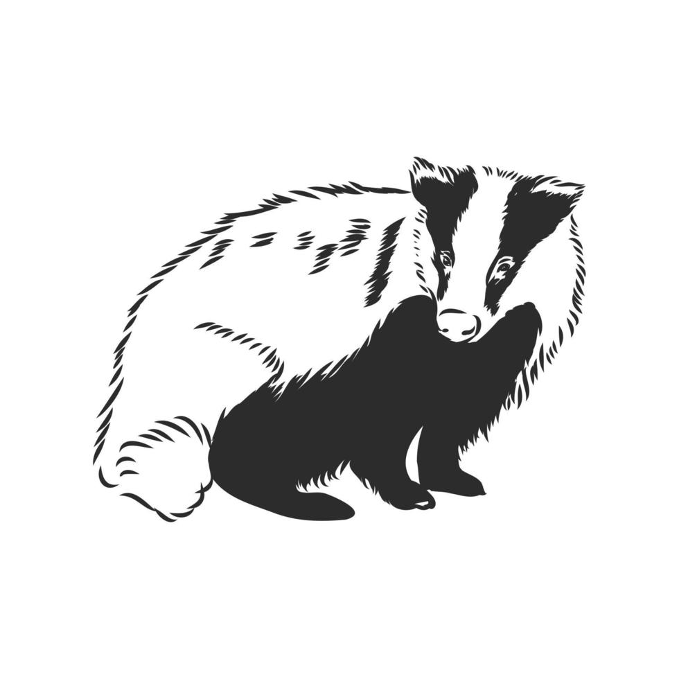 badger vector sketch