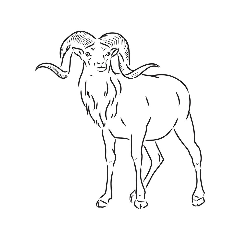 mountain ram vector sketch