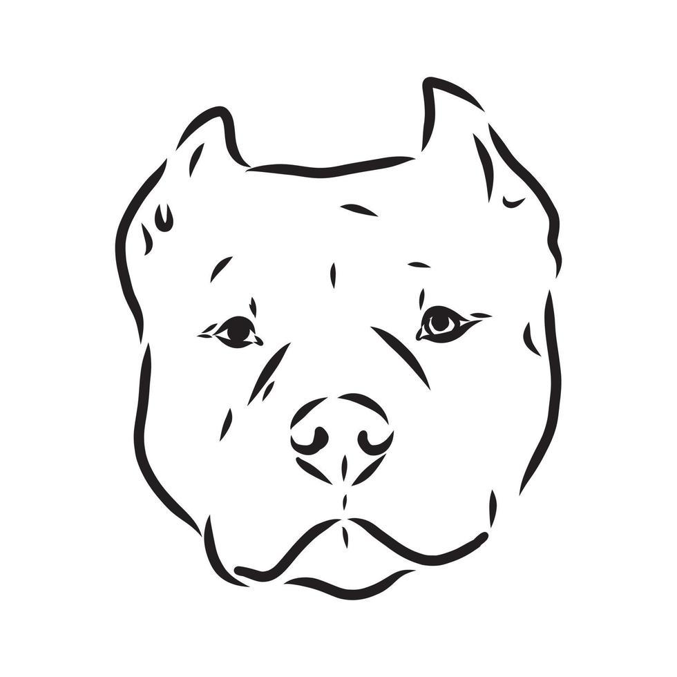 pit bull terrier vector sketch