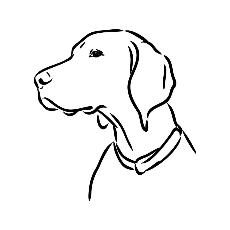 pointer dog vector sketch