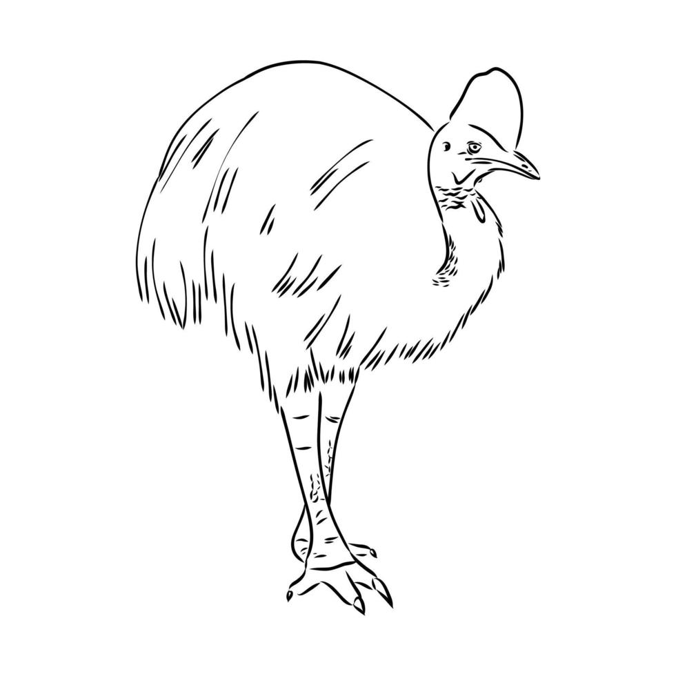 cassowary vector sketch