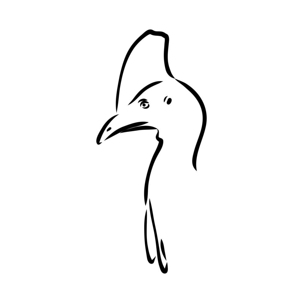 cassowary vector sketch