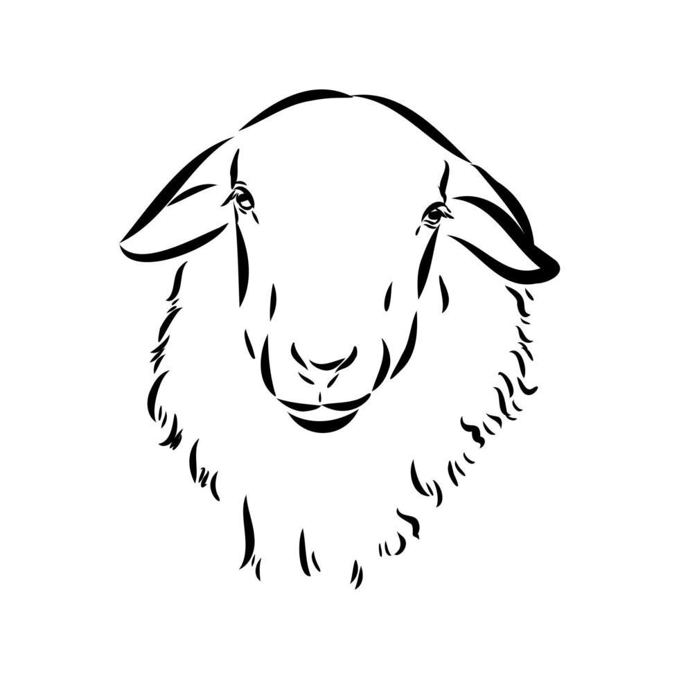 sheep vector sketch