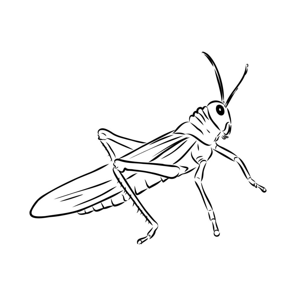 locust vector sketch