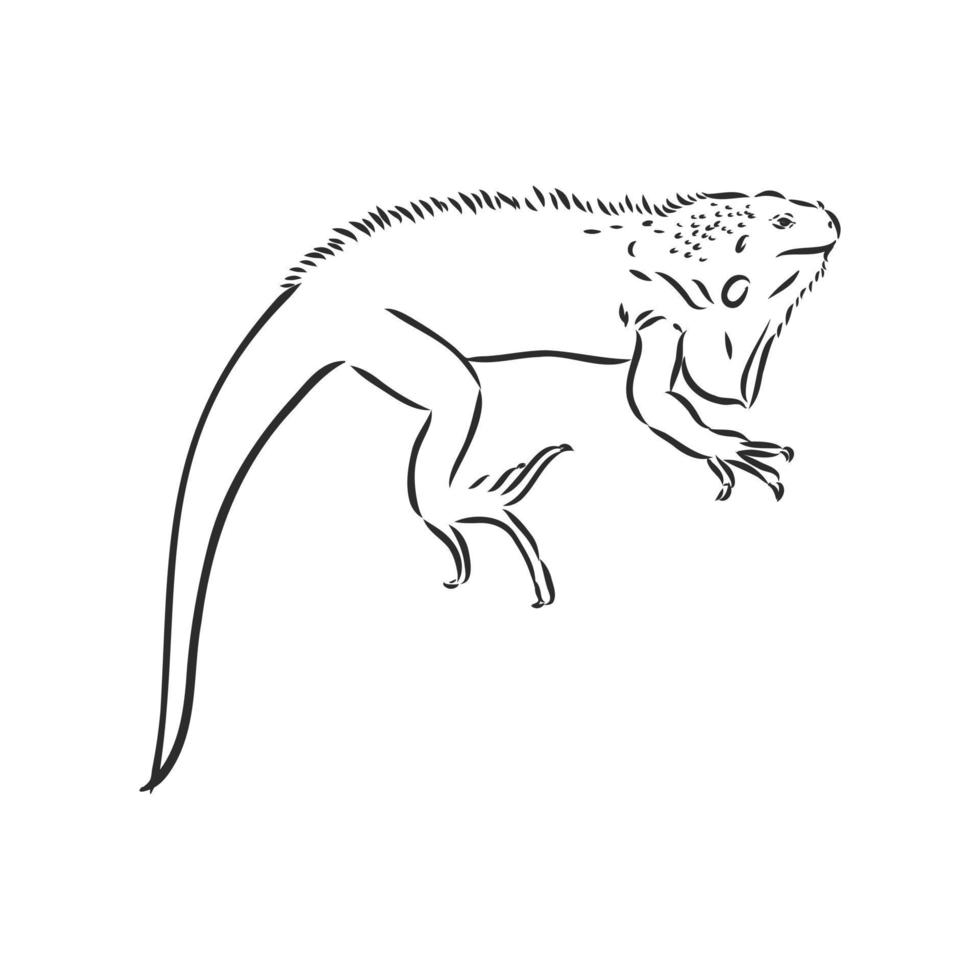 dibujo vectorial de iguana vector