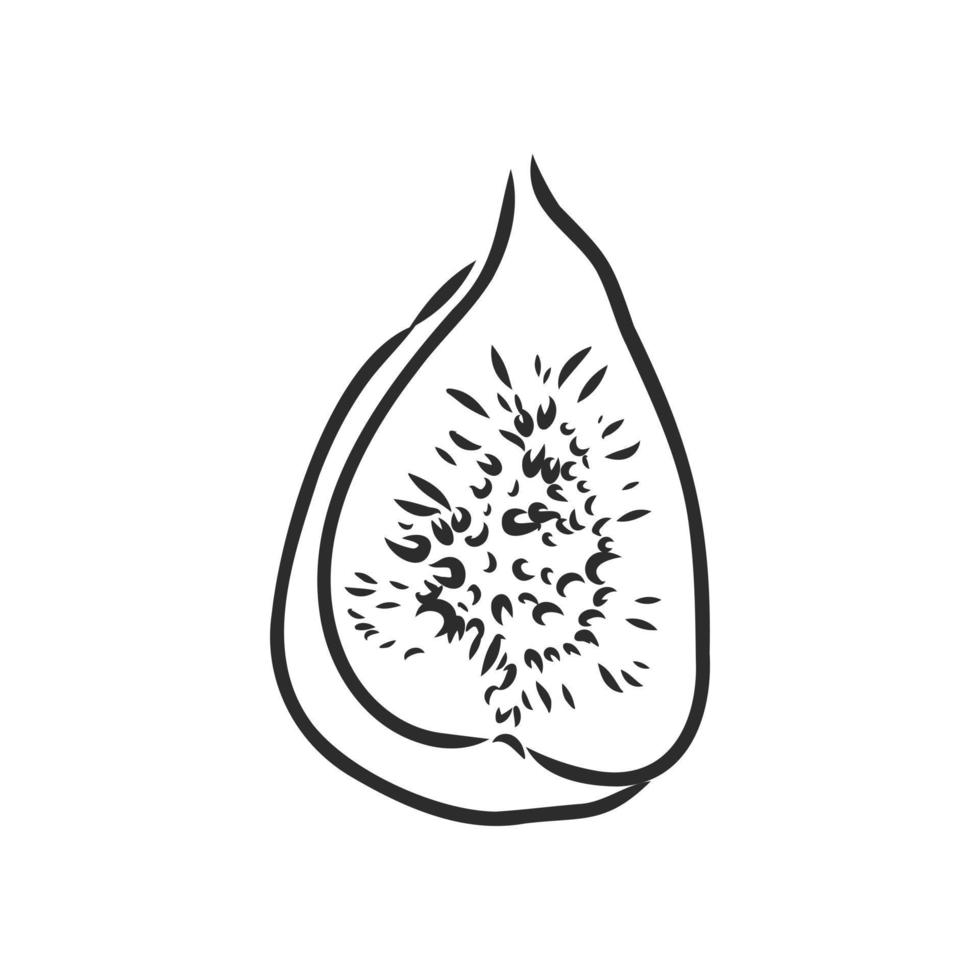 fig vector sketch