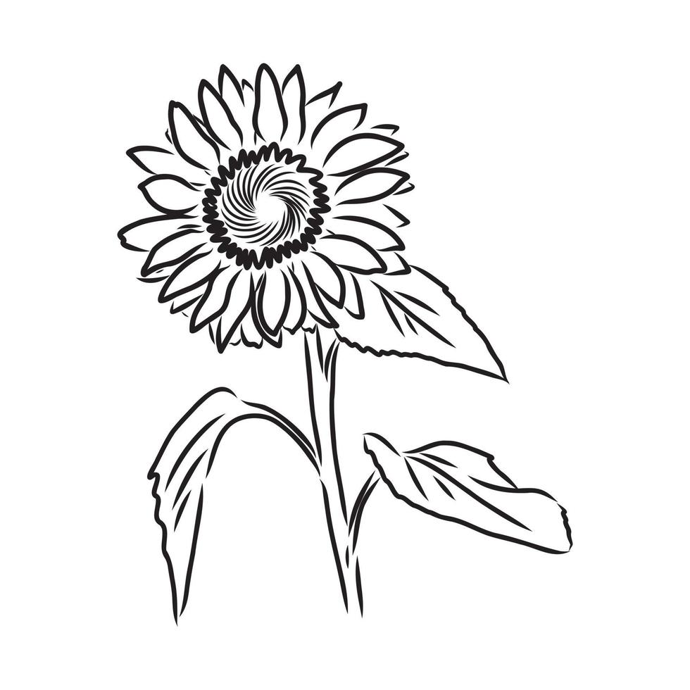 sunflower seeds vector sketch