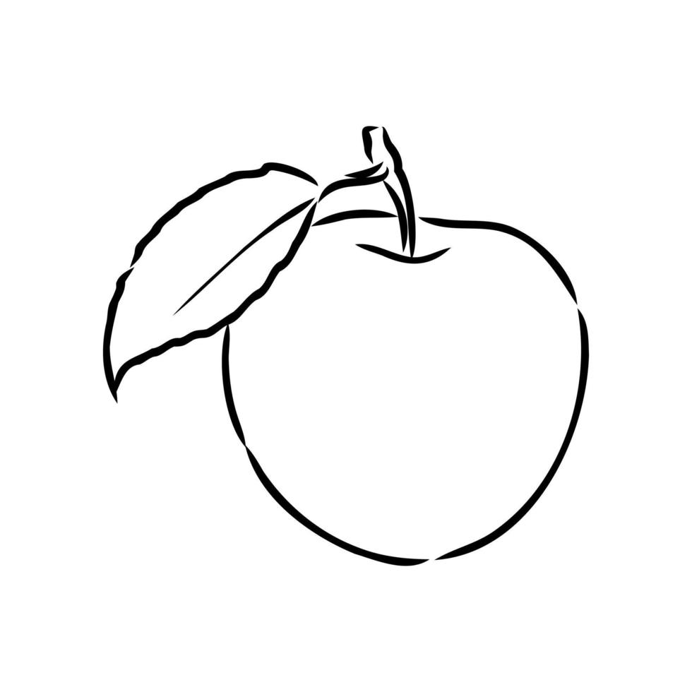 apple vector sketch