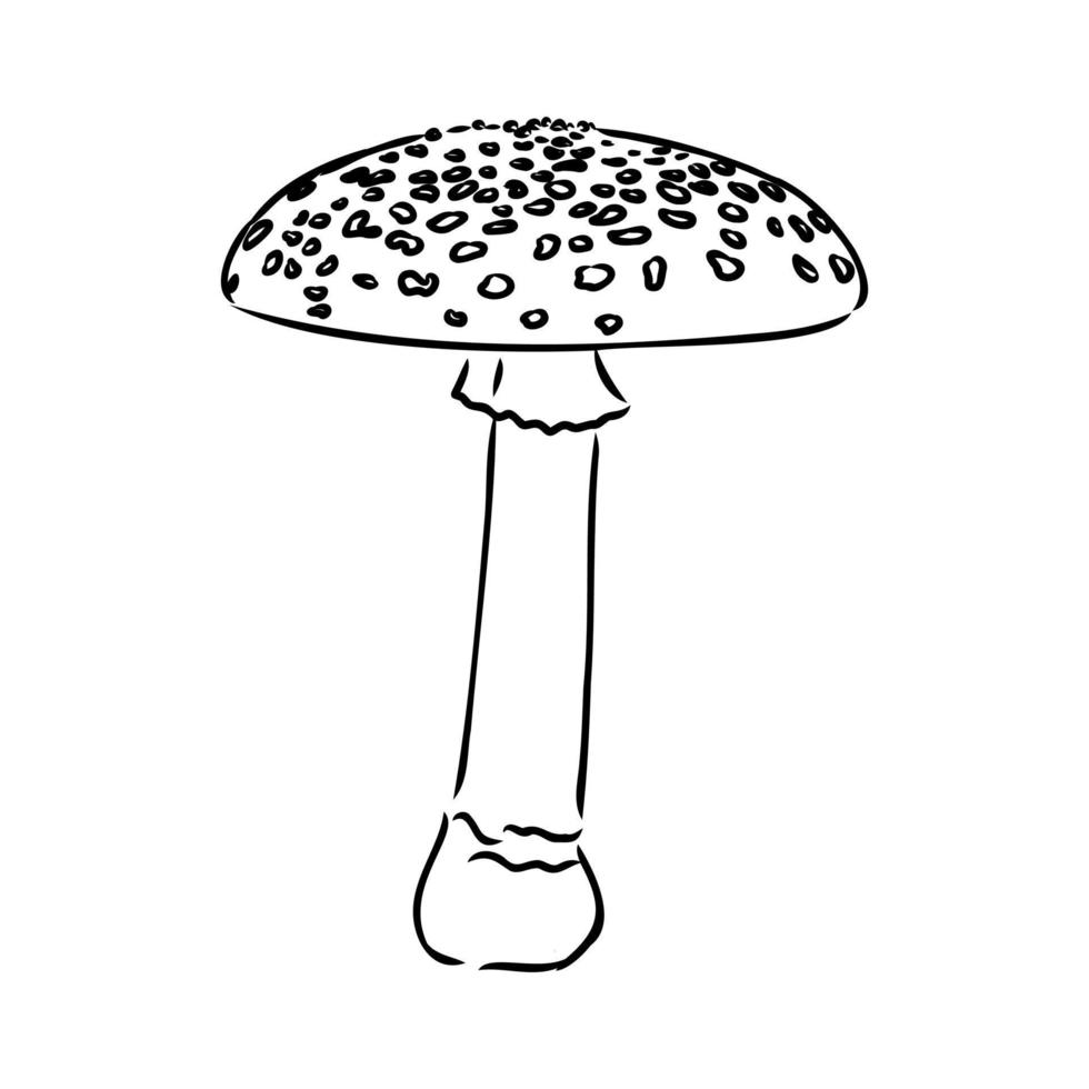 fly agaric vector sketch