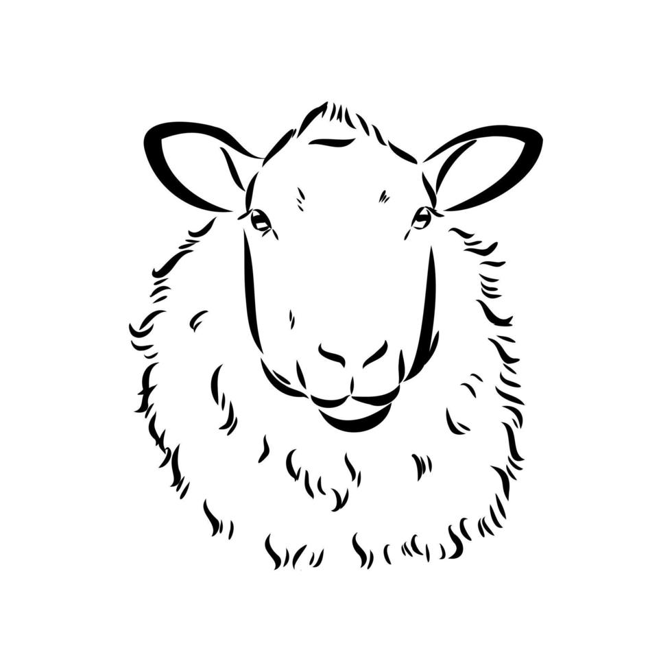 sheep vector sketch