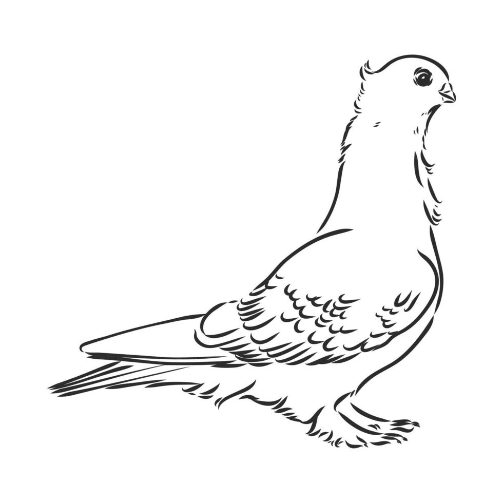 purebred pigeon vector sketch