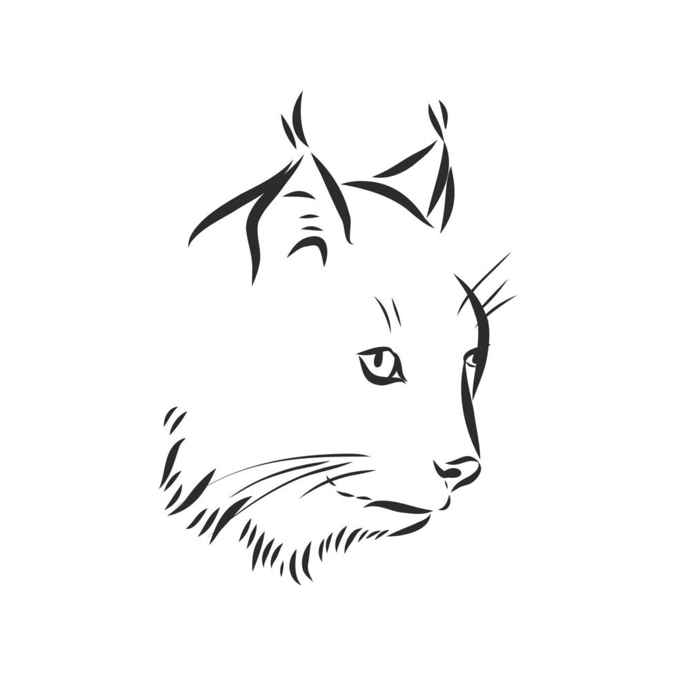 lynx vector sketch