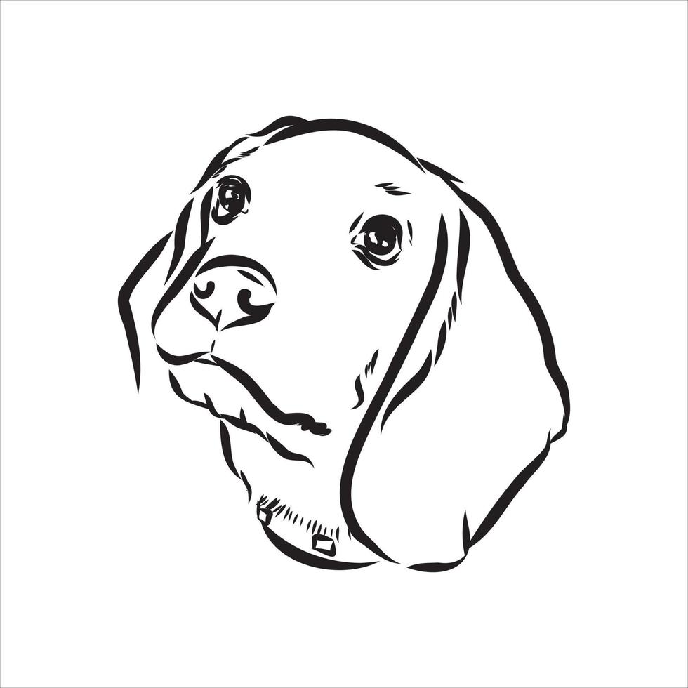 beagle dog vector sketch