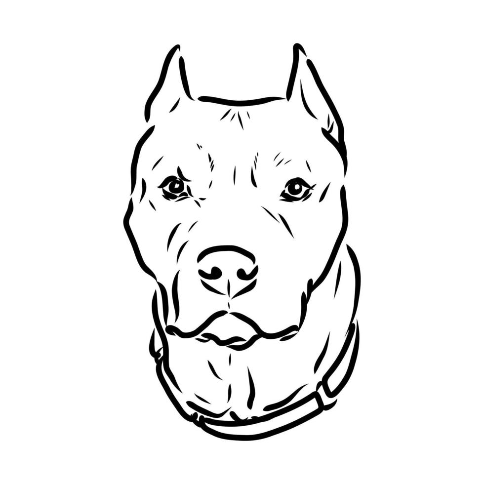 pit bull terrier vector sketch