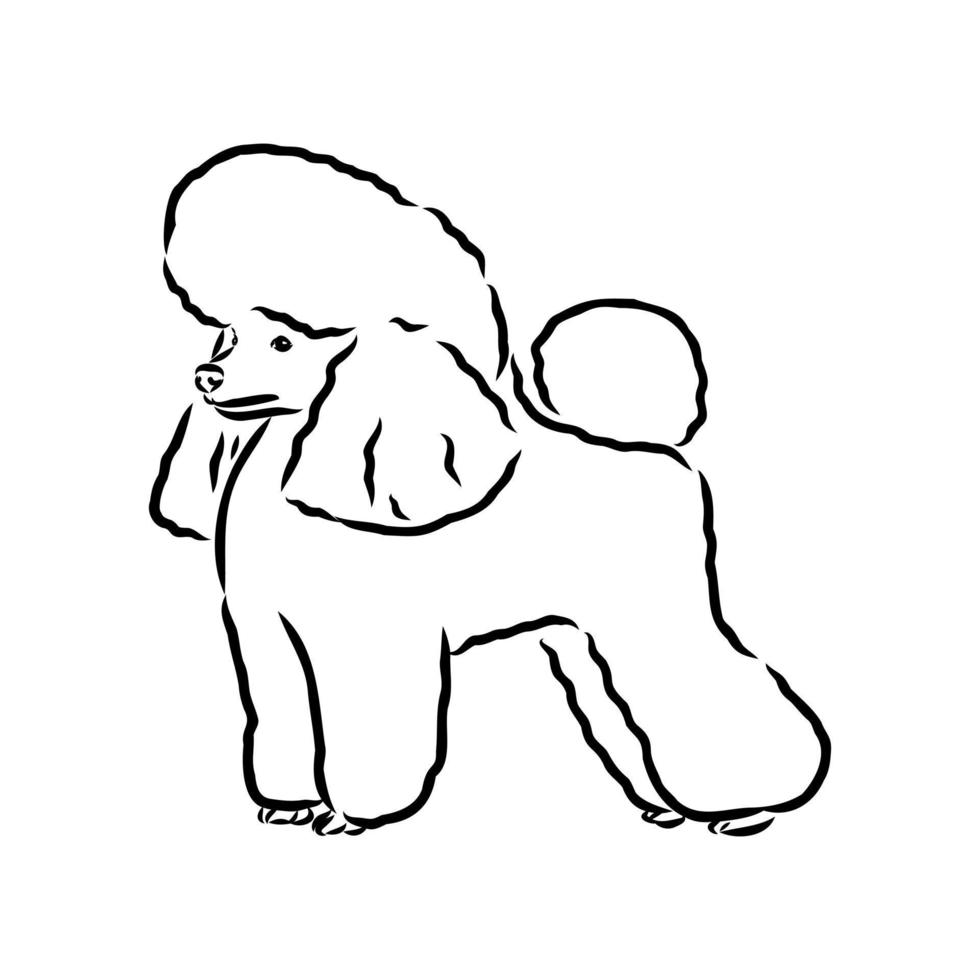 dibujo vectorial de perro caniche vector