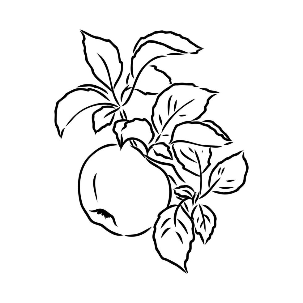 apple vector sketch